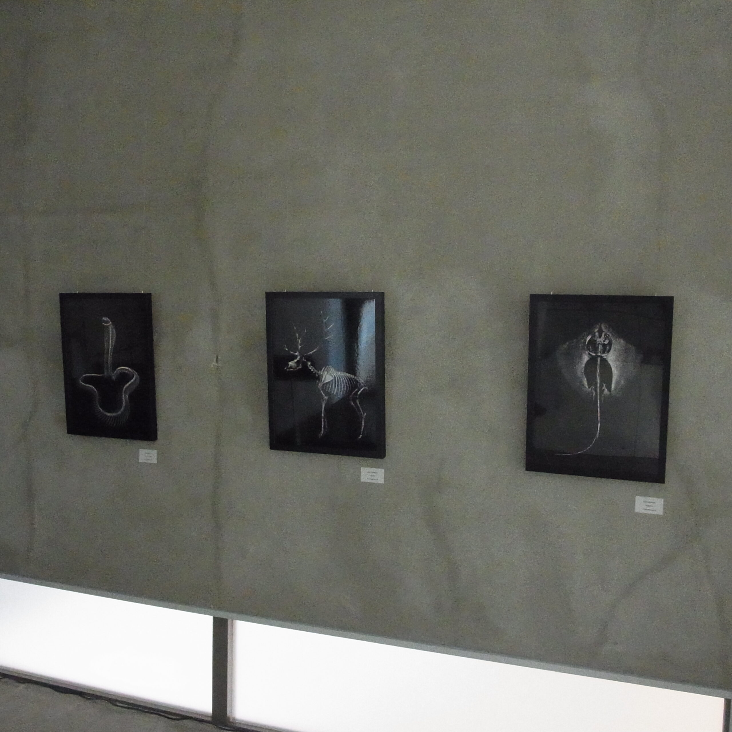 【CIENTO gallery】　開催中の　湯沢 英治 写真展 「 REAL BONES H」 のご紹介です